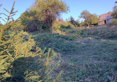 Tvarkomas apleistas sklypas, pjaunami krūmai