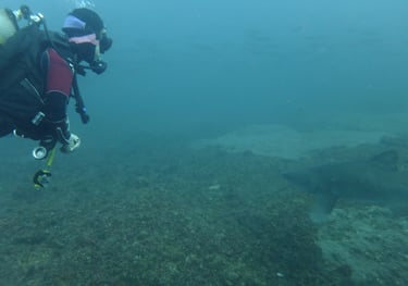 Ragged tooth Shark, Aliwal Shoal, Umkomaas, South Africa