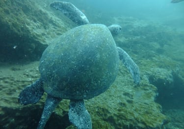 turtle, Aliwal Shoal, Umkomaas, South Africa