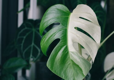 Semi-mature Monstera Albo Variegata leaf