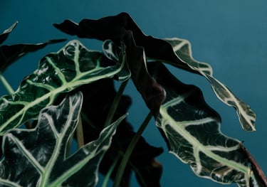 Alocasia 'Polly'