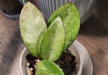 Hoya Nova Ghost