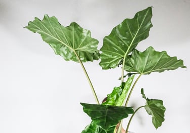 Alocasia odora