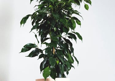 Ficus 'Benjamina' Weeping Fig