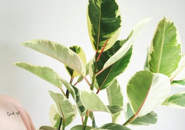 Ficus Elastica 'Tineke' Tree
