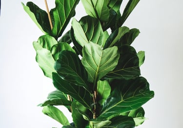 Ficus 'Lyrata' Fiddle Leaf Fig