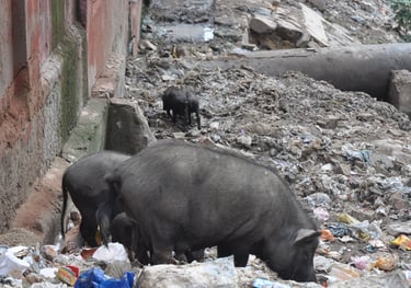 pigs in the streets of Agra, Uttar Pradesh, India