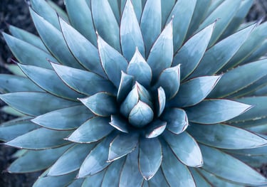 Agave Blue Glow plant