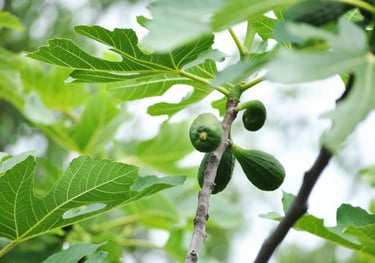 Ficus 'Brown Turkey' — With Edible Fruit