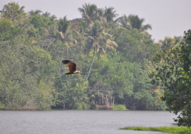 eagle on the waterway at Alappuzha, Kerala, India