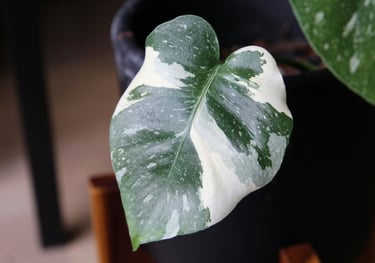 Juvenile Monstera Albo Variegata leaf