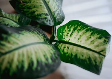 Dieffenbachia Delilah
