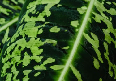 Dieffenbachia Maculata Reflector