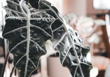 Alocasia Polly
