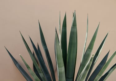 Blue Agave tequilana plant