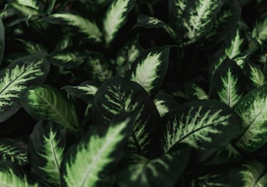 Dieffenbachia Tropic Snow