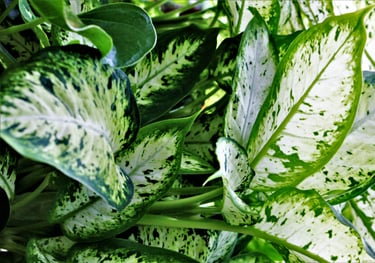 Dieffenbachia maculata Amy