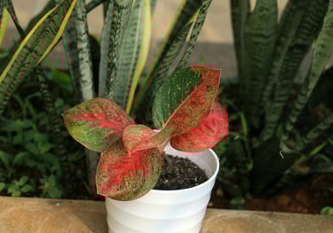Aglaonema Red Stardust