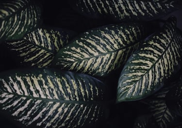 Dieffenbachia Tropic Snow