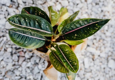 Aglaonema Pink Moon