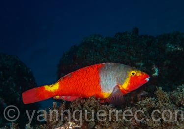 Poisson-perroquet européen femelle