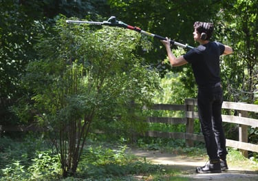 Taille de haies/d'arbustes à Soisy-sur-Seine et aux alentours.