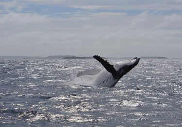 humpback whales in Vava'u, The Kingdom of Tonga