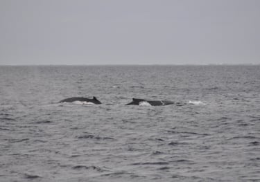humpback whales in Vava'u, The Kingdom of Tonga