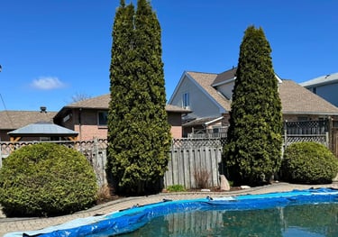 tree pruning services in north bay and area