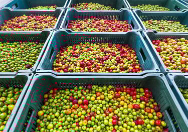 acerola