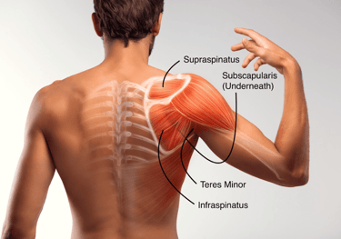 rotator cuff muscle pain
