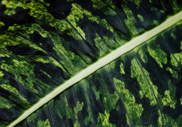 Dieffenbachia Reflector