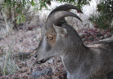 Eravikulam Nationa Park and the Nilgiri tahr goats, Kerala, India