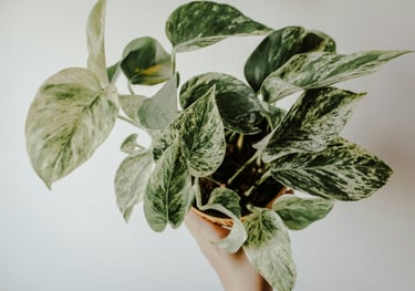 Epipremnum aureum Marble Queen