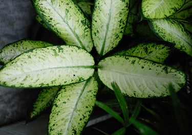 Dieffenbachia Rebecca