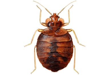 Bed Bugs Treatment