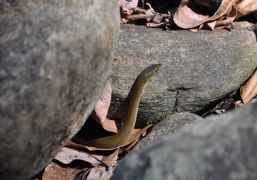 snakes in the iravikulam river and the Lakkam waterfalls, Munnar, Kerala, India