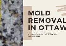 Mold Removal near me