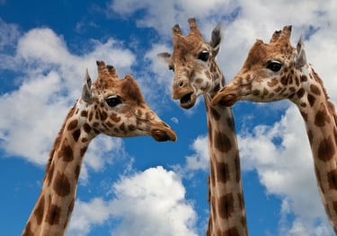 3 Giraffes who communicate with combination of humming, body language, and movement of their ears.