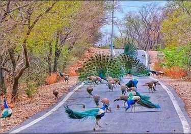 Peacock dancing at Jaipur Jaigarh fort road
