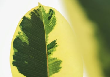 Ficus 'Tineke' Variegated Ficus Tree