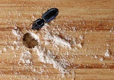 Wood Boarer Treatment
