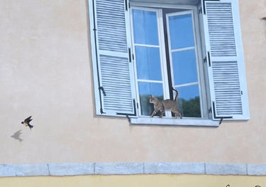 Fenêtre en trompe-l'oeil à Moirans-en-Montagne: un chat au bord d'une fenêtre regarde un oiseau.