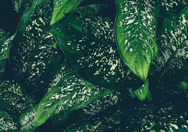 Dieffenbachia maculata Tiki
