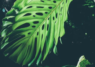 Mature Monstera deliciosa leaf