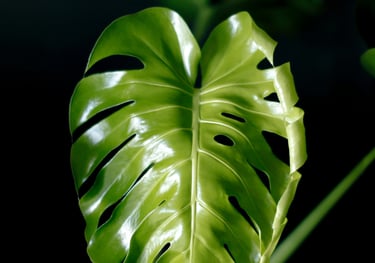 Unfurling leaf on Monstera deliciosa