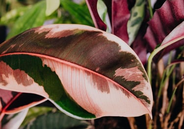 Ficus Elastica Camouflage 