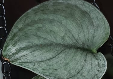 Scindapsus Silver Cloud