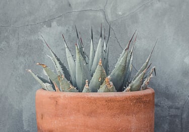 Agave parryi Huachusensis