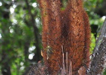 Monteverde Cloud Forest Reserve, Costa Rica
